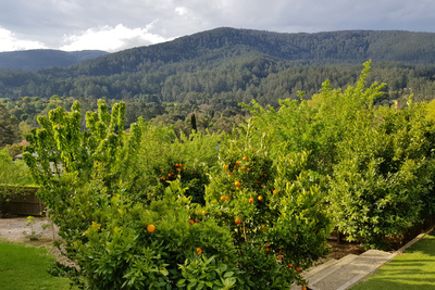 View from backyard